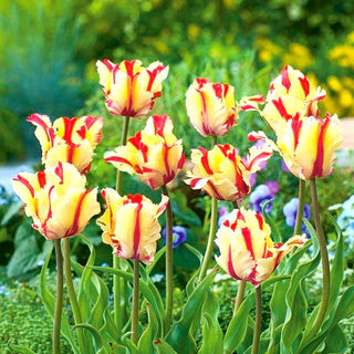 Tulipe - Flaming Parrot - Tulipa - Crée des compositions colorées en groupe - 5 bulbes
