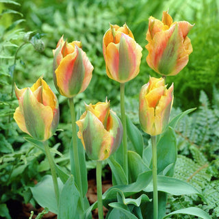 Tulipe - Golden Artist - Tulipa - Élégance et fonctionnalité réunies - 5 bulbes