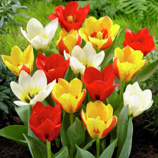 Tulipe botanique - mix - Tulipa - Tulipes basses, couleurs éclatantes - 5 bulbes