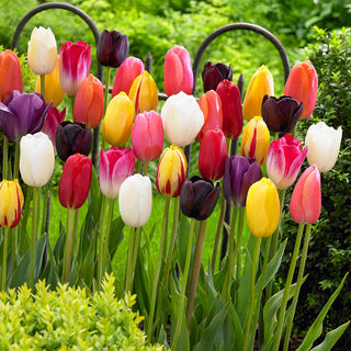 Tulipe - Mix - Mélange de couleurs - Tulipa - Harmonie et diversité en un seul ensemble - 5 bulbes