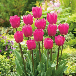 Tulipe - rosé - Tulipa - Idéal pour les plantations en groupe - 5 bulbes