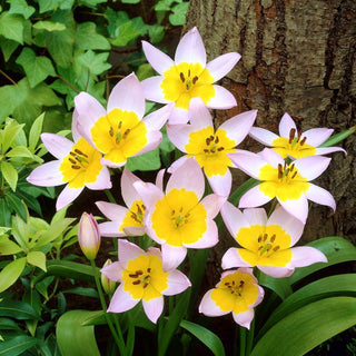 Tulipe - Saxatilis - Tulipa - Plante de rocaille basse et spectaculaire - 5 bulbes