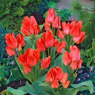 Tulipe - Toronto - Tulipa - Élancé, élégant et peu exigeant - 5 bulbes