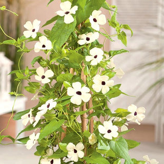 Suzanne Aux Yeux Noirs - Blanc - Spectaculaire, parfaite pour balcon et terrasse - Thunbergia alata - Graines Premium