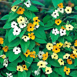 Suzanne Aux Yeux Noirs - Mélange - Facile à cultiver avec des tiges atteignant 3 mètres - Thunbergia alata - Graines Premium