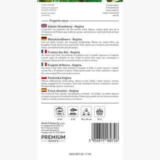 Fraisier des Bois - Regina - Croissance vigoureuse, très productive et aromatique - Fragaria vesca