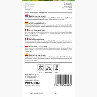 Euphorbe panachée - Plante annuelle exceptionnellement ornementale - Euphorbia marginata