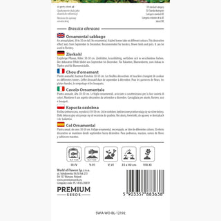 Chou d'Ornement - Ornement multicolore pour toutes les saisons ! - Brassica oleracea