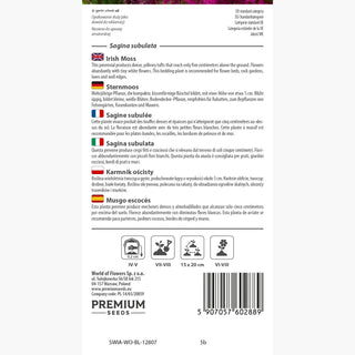 Sagine subulée - Plante charmante pour bordures et massifs - Sagina subulata