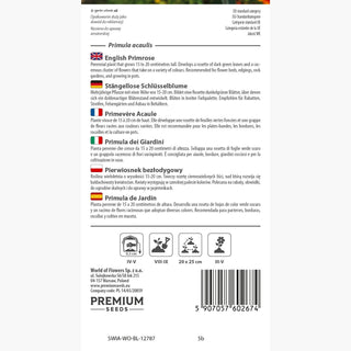 Primevère Acaule - Inflorescences en ombelle pour bordures - Primula acaulis