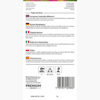 Tolpide Barbue - Vivace basse, résistante et à floraison longue - Tolpis barbata