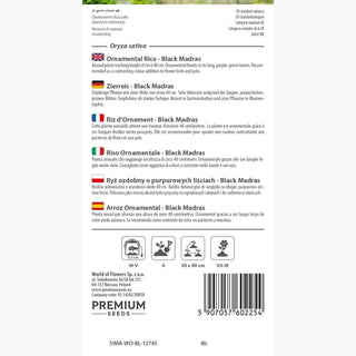 Riz d'Ornement - Black Madras - Ornementale, élancée, décoration élégante pour le jardin - Oryza sativa