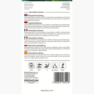 Ammobium Alatum - Fleurs blanc-jaune, idéale pour massifs et bouquets secs - Ammobium alatum