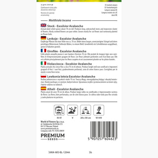 Giroflée - Excelsior Avalanche - Blanc classique pour massifs et bouquets - Matthiola incana