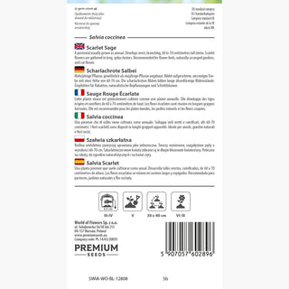Sauge Rouge Écarlate - Fleurs rouge écarlate denses et compactes - Salvia coccinea