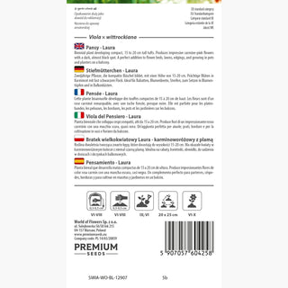 Pensée - Laura - Couleur merveilleuse idéale pour pots et jardinières - Viola ×wittrockiana