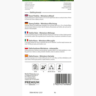 Dahlia Nain - Miniatura Mélange - Idéale pour jardinières et pots - Dahlia pinnata