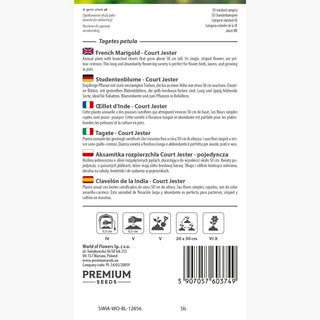 Œillet d'Inde - Court Jester - Floraison longue et abondante - Tagetes patula