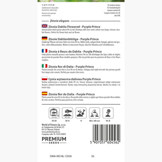 Zinnia à fleurs de Dahlia - Purple Prince - Accent marqué pour les bouquets - Zinnia elegans