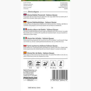 Zinnia à fleurs de Dahlia - Salmon Queen - Délicat, teinte pastel des fleurs - Zinnia elegans