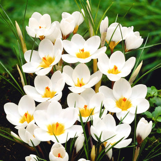 Crocus - Ard Schenk - Plante annonciatrice du printemps - 10 bulbes