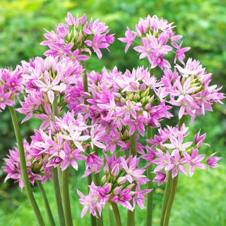 Ail d'ornement - Eros - Allium - Floraison longue et abondante - 10 bulbes