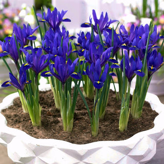 Iris - Blue Hill - bleu royal, accent puissant - 10 bulbes