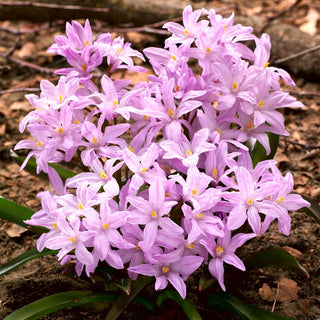 Chionodoxa - Rose Queen - rose - Éveil printanier en rose - 10 bulbes