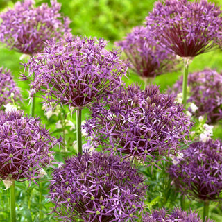 Ail d'ornement - Metallic Shine - Allium - Idéal pour les bouquets, couleur exceptionnelle