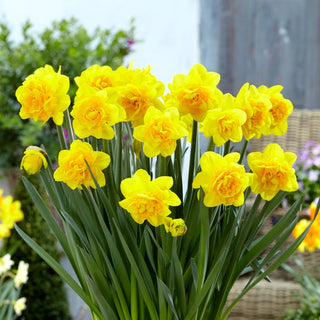 Narcisse double - Double Sunrise - Narcissus - Parfait pour les bouquets de printemps - 5 bulbes