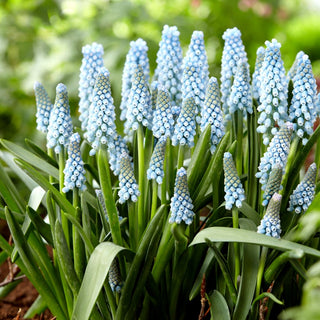 Muscari - Ester - Compact et particulièrement spectaculaire - 10 bulbes