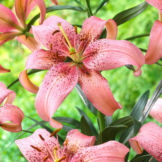 Lys asiatique - Morpho Pink - Lilium - Accent décoratif pour le jardin