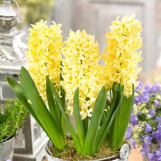Jacinthe - Gipsy Princess - Hyacinthus - Parfait pour les massifs naturalistes - 3 bulbes