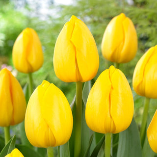 Tulipe - Novi Sun - Tulipa - Beauté printanière aux couleurs ensoleillées - 5 bulbes