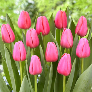 Tulipe - Big Love - Tulipa - Parfaitement droite pour fleurs coupées - 5 bulbes