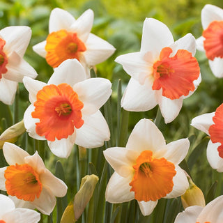 Narcisse - Chromacolor - Narcissus - Contraste éclatant dans les massifs - 5 bulbes
