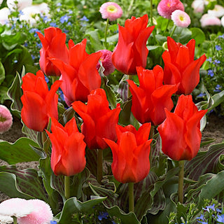 Tulipe - Red Riding Hood - Tulipa - Tulipes petites et compactes - 5 bulbes