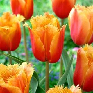 Tulipe - Lambada - Tulipa - Explosion chaleureuse de couleurs au jardin - 5 bulbes