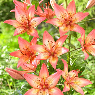Lys asiatique - Trogon - Lilium - Idéal pour les vases - Longue fraîcheur