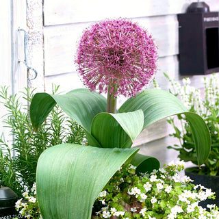 Ail d'ornement - Red Giant - Allium - Décoration durable, grandes fleurs