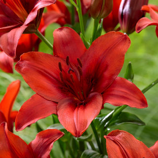 Lys asiatique - Red Highland - Lilium - Rouge estival intense au jardin