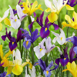 Iris de Hollande - mix - mélange - iris - Mosaïque colorée de fleurs d’été - 10 bulbes