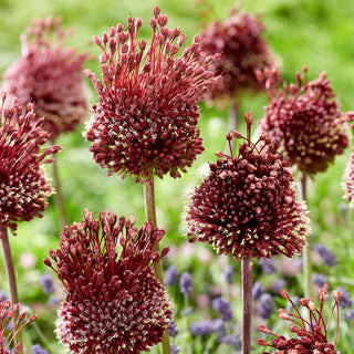 Ail d'ornement - Red Mohican - Allium - Fleurs rouges sur de fortes tiges