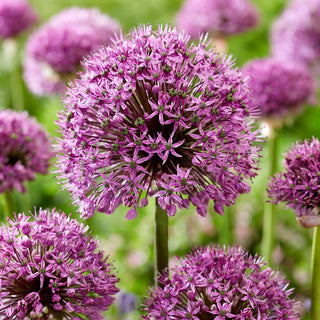 Ail d'ornement - Ostara - Allium - Résistant aux conditions variables