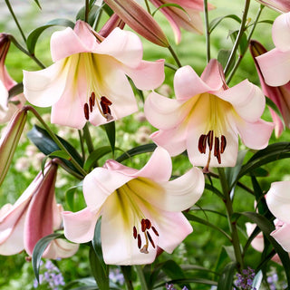 Lys géant - Eastern Moon - Lilium - Fleurs pastel sur hautes tiges