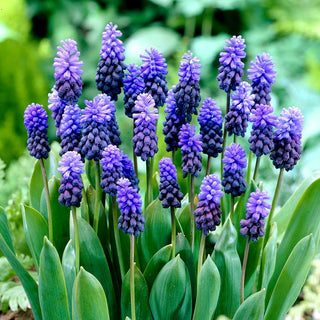 Muscari latifolium - Touffes pleines de légèreté et de grâce - 10 bulbes