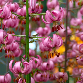 Lys martagon - rose - Lilium - Effet exotique dans les massifs