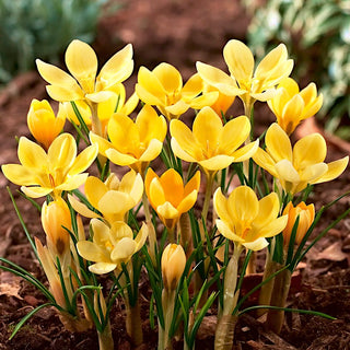 Crocus - Romance - Accent doré dans le jardin - 10 bulbes
