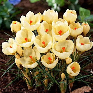 Crocus - Cream Beauty - Souffle subtil de printemps - 10 bulbes