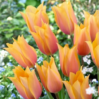 Tulipe - Blushing Lady - Tulipa - Couleurs éclatantes, effet original - 5 bulbes